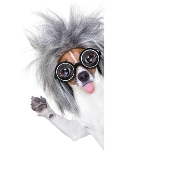 smart and intelligent jack russell dog with nerd glasses sticking out the tongue wearing a grey hair wig beside banner blank , isolated on white background