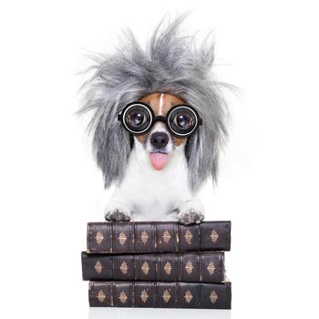 smart and intelligent jack russell dog with nerd glasses sticking out the tongue wearing a grey hair wig on a book stack , isolated on white background