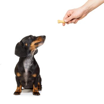 hungry dachshund sausage dog , for a treat  by his owner , isolated on white background for a meal or food