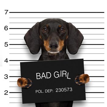 dachshund sausage dog holding a police department banner , as a mugshot photo, at police office