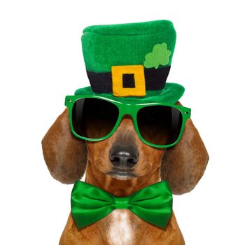 dachshund sausage dog  with st patricks  day hat and sunglasses, isolated on white background