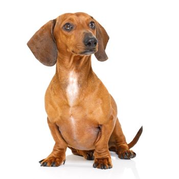 sitting and obedient dachshund or sausage dog looking to owner , isolated on white background