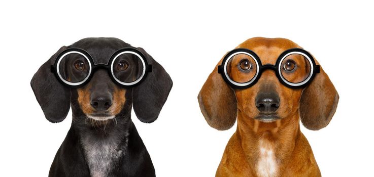 couple of dumb  silly dachshund sausage dogs wearing funny nerd glasses , isolated on white background,