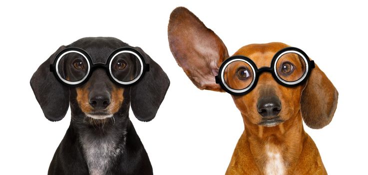 couple of dumb  silly dachshund sausage dog wearing funny nerd glasses , isolated on white background, looking to the side and listening