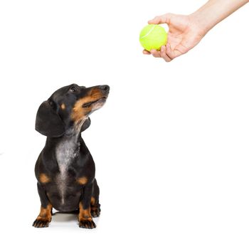 dachshund or sausage dog waiting for owner to play with tennis ball and go for a walk with leash
