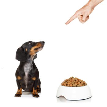 dachshund or sausage dog waiting for owner with healthy  food bowl, isolated on white background, owner pointing out or punishing