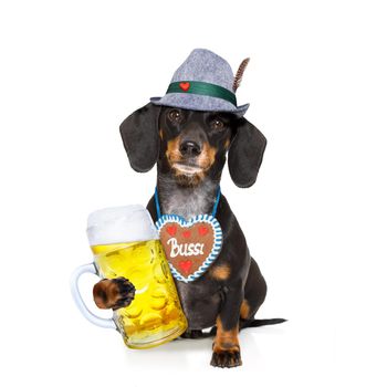 bavarian dachshund or sausage  dog with  gingerbread and  mug  isolated on white background , ready for the beer celebration festival in munich,