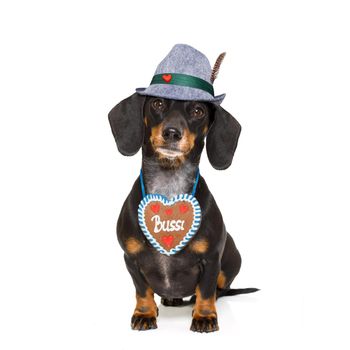 bavarian dachshund or sausage  dog with  gingerbread , isolated on white background , ready for the beer celebration festival in munich,