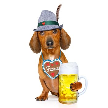 bavarian dachshund or sausage  dog with  gingerbread and  mug  isolated on white background , ready for the beer celebration festival in munich,