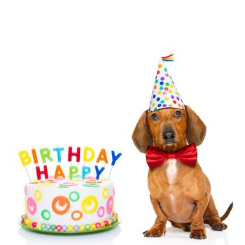 dachshund or sausage  dog  hungry for a happy birthday cake with candles ,wearing  red tie and party hat  , isolated on white background