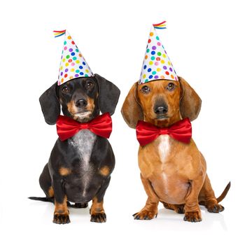 couple of two dachshund or sausage  dogs  hungry for a happy birthday cake with candles ,wearing  red tie and party hat  , isolated on white background