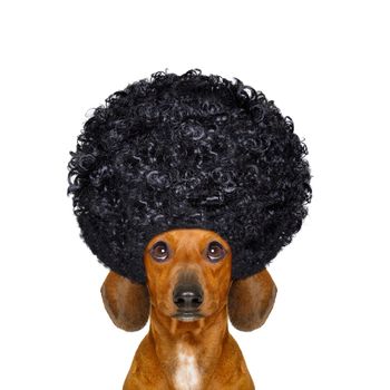 dachshund or sausage dog  with hair rulers  afro curly wig  hair at the hairdresser , isolated on white background