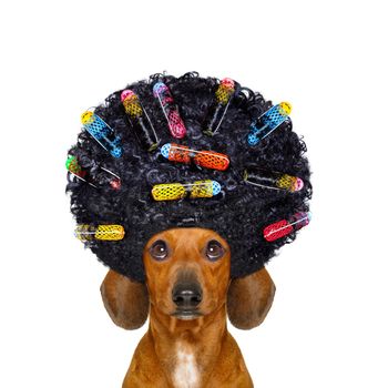 dachshund or sausage dog  with hair rulers  afro curly wig  hair at the hairdresser , isolated on white background