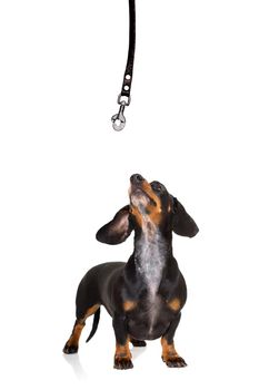 dachshund or sausage  dog waiting for owner to play  and go for a walk with leash, isolated on white background