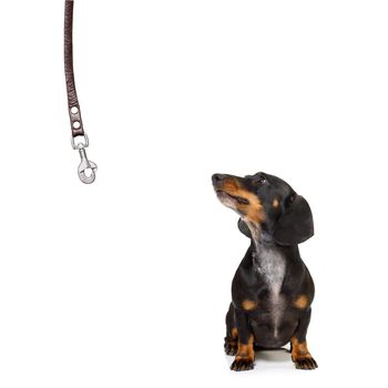 dachshund or sausage  dog waiting for owner to play  and go for a walk with leash, isolated on white background