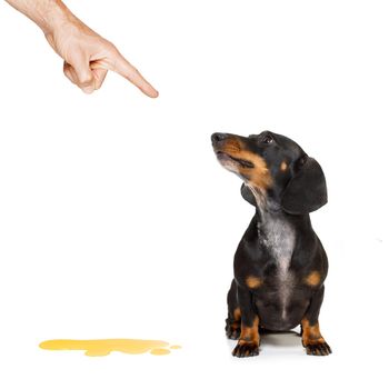 dachshund  sausage dog being punished for urinate or pee  at home by his owner, isolated on white background