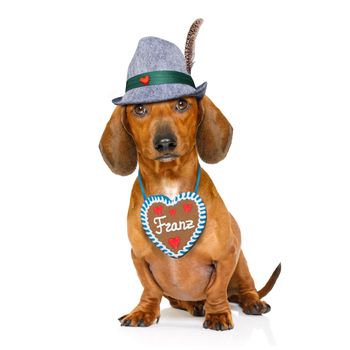 bavarian dachshund or sausage  dog with  gingerbread and  mug  isolated on white background , ready for the beer celebration festival in munich,