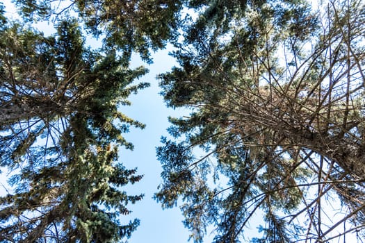 Upward view to crowns of trees and blue sky