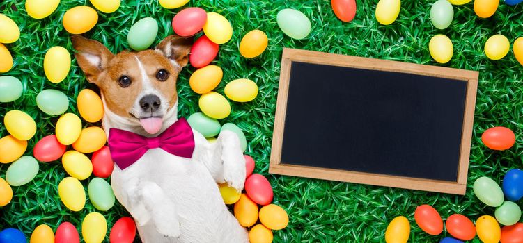 funny jack russell easter bunny  dog with eggs around on grass sticking out tongue with blackboard or banner