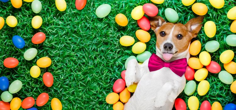 funny jack russell easter bunny  dog with eggs around on grass sticking out tongue  blank empty  space to the side