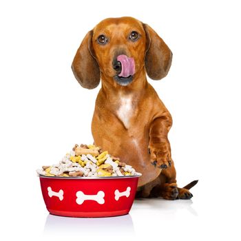 hungry dachshund sausage dog  licking with tongue with healthy food bowl  isolated on white background