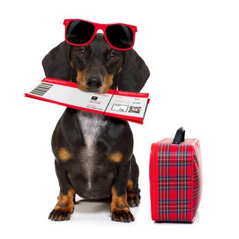 dachshund or sausage  dog on summer vacation holidays with airline flight ticket and bag or luggage , isolated on white background