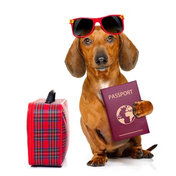 dachshund or sausage  dog on summer vacation holidays with passport document or  ticket and bag or luggage , isolated on white background