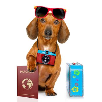 dachshund or sausage  dog on summer vacation holidays with passport document or  ticket and bag or luggage , isolated on white background