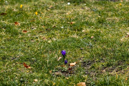 Small yellow and blue crocuses on small green glade