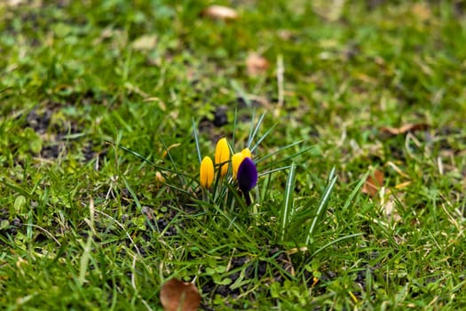 Small yellow and blue crocuses on small green glade