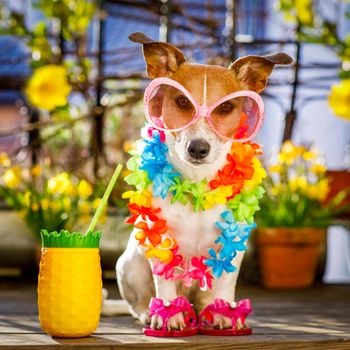 Jack russell dog relaxing on balcony with sunglasses in summer or spring  vacation holidays   with a cocktail drink