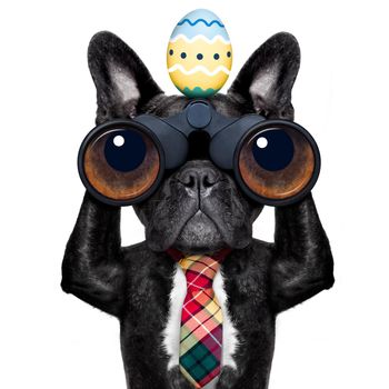 binoculars french bulldog dog with  easter  egg  ,isolated on white background