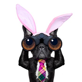 binoculars french bulldog dog with  easter  bunny ears ,isolated on white background