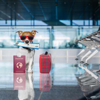 holiday vacation jack russell dog waiting in airport terminal ready to board the airplane or plane at the gate, luggage or bag to the side , flight ticket in mouth