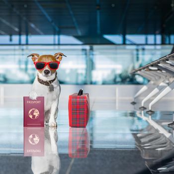 holiday vacation jack russell dog waiting in airport terminal ready to board the airplane or plane at the gate, luggage or bag to the side