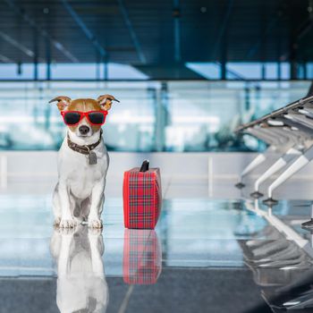 holiday vacation jack russell dog waiting in airport terminal ready to board the airplane or plane at the gate, luggage or bag to the side