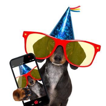dachshund or sausage  dog ,wearing  red sunglasses and party hat  , isolated on white background, taking a selfie with a smartphone or cell phone