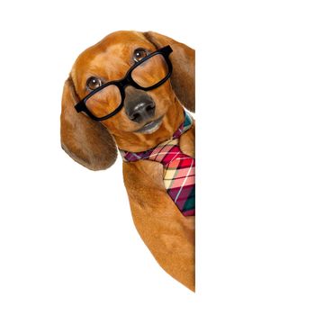 office worker businessman dachshund sausage  dog  as  boss and chef  with  tie , isolated on white background