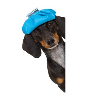 sick and ill dachshund sausage dog  isolated on white background with ice pack or bag on the head