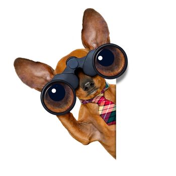 dachshund or sausage dog   binoculars searching, looking and observing with care, isolated on white background