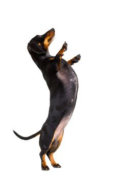 dachshund sausage dog  isolated on white background with high five gesture up right and standing ,loking at you
