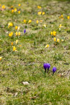 Small yellow and blue crocuses on small green glade