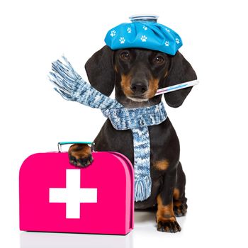 sick and ill dachshund sausage dog  isolated on white background with ice pack or bag on the head, with thermometer and first aid kit