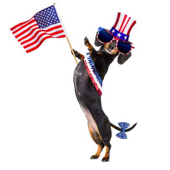 dachshund susage dog waving a flag of usa and victory or peace fingers on independence day 4th of july,isolated on white background