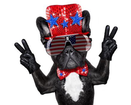 french bulldog dog celebrating  independence day 4th of july with  victory and peace fingers,  isolated on white background