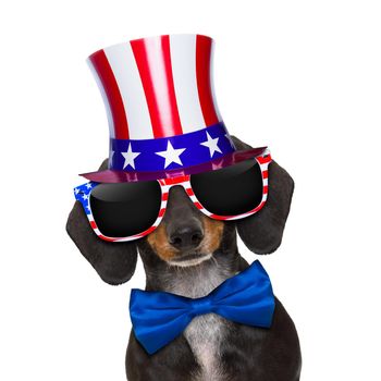 dachshund sausage dog wearing sunglasses of usa  on  independence day 4th of july, isolated on white background