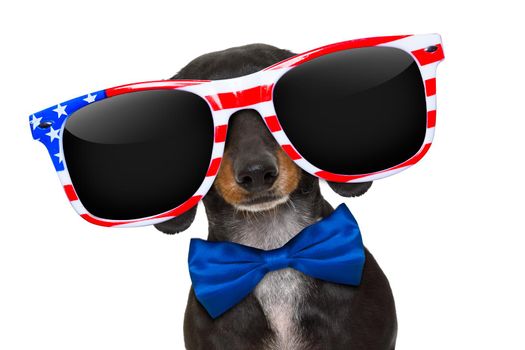 dachshund sausage dog wearing sunglasses of usa  on  independence day 4th of july, isolated on white background
