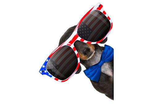 dachshund sausage dog wearing sunglasses of usa  on  independence day 4th of july, reflections on  glasses, isolated on white background