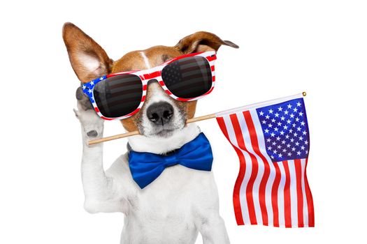 jack russell dog celebrating  independence day 4th of july with  usa flag in mouth,listening with ear,   isolated on white background