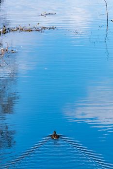 Small duck swimming along small river